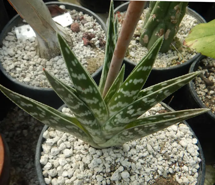 Aloe variegata (Tiger Aloe), packet of 20 seeds - Image 2