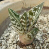 Aloe variegata (Tiger Aloe), packet of 20 seeds - Image 4