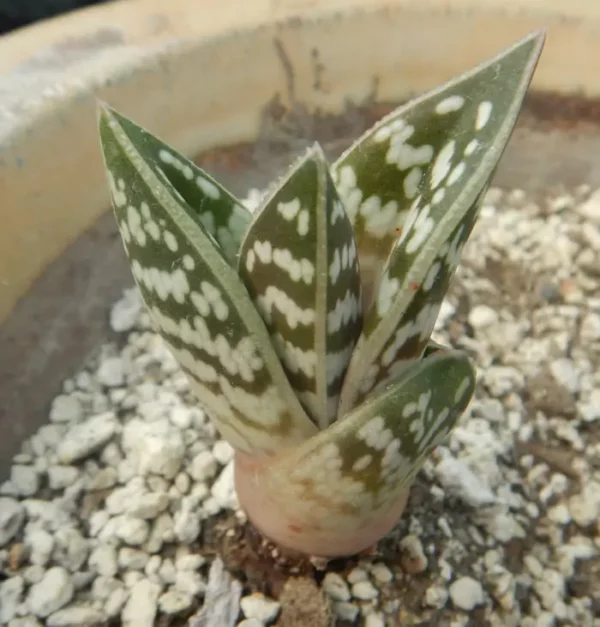 Aloe variegata (Tiger Aloe), potted plant, organic