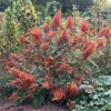 Amaranth, Golden Giant (Amaranthus cruentus) seeds, organic