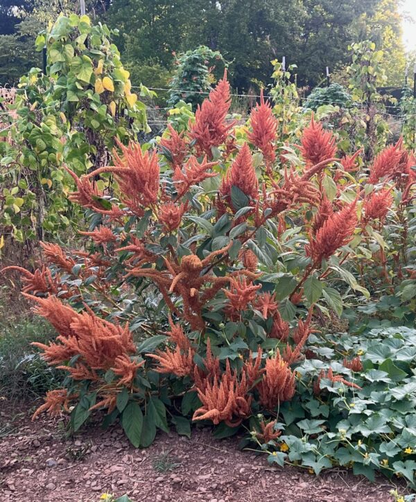 Amaranth, Golden Giant (Amaranthus cruentus) seeds, organic