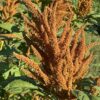 Amaranth, Golden Giant (Amaranthus cruentus) seeds, organic - Image 8