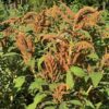 Amaranth, Golden Giant (Amaranthus cruentus) seeds, organic - Image 7