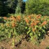Amaranth, Golden Giant (Amaranthus cruentus) seeds, organic - Image 6