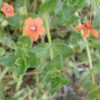 Pimpernel, Scarlet (Anagallis arvensis), packet of 100 seeds, Organic - Image 2