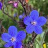 Anchusa, Azure (Anchusa azurea), packet of 10 seeds, organic