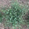 Andrographis (Andrographis paniculata) seeds, organic - Image 12
