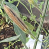 Andrographis (Andrographis paniculata), potted plant, organic - Image 3