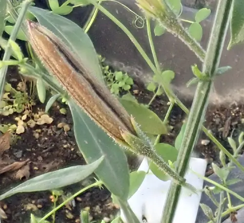 Andrographis (Andrographis paniculata) seeds, organic - Image 3