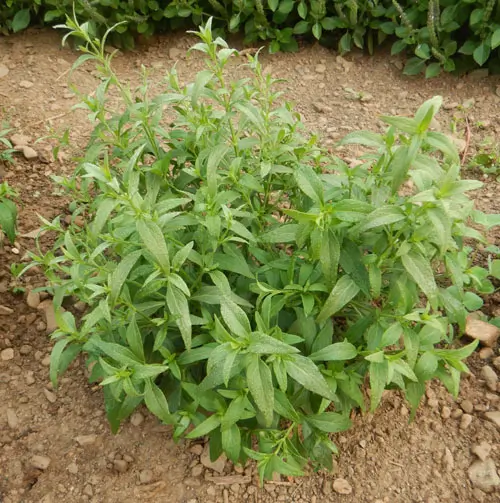 Ayurvedic Medicinal Herb Seed Collection (7 packets): Bodhi Tree; Andrographis; Ashwagandha, Vedic; Eclipta, Lemongrass; Spilanthes, Brede Mafane; Tulsi, Rama - Image 2