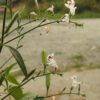 Andrographis (Andrographis paniculata), potted plant, organic - Image 2