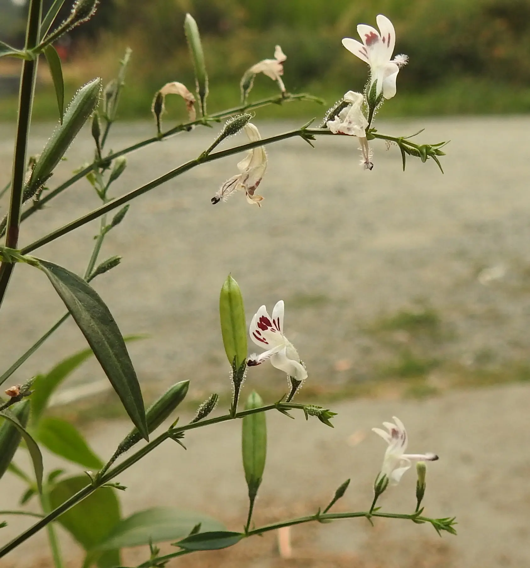 Andrographis (Andrographis paniculata) seeds, organic - Image 2