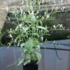 Andrographis (Andrographis paniculata), potted plant, organic - Image 5