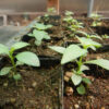 Andrographis (Andrographis paniculata), potted plant, organic