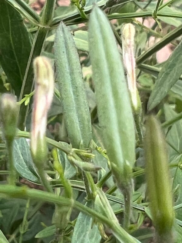 Andrographis (Andrographis paniculata) seeds, organic - Image 14