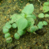 Andrographis (Andrographis paniculata), potted plant, organic - Image 7