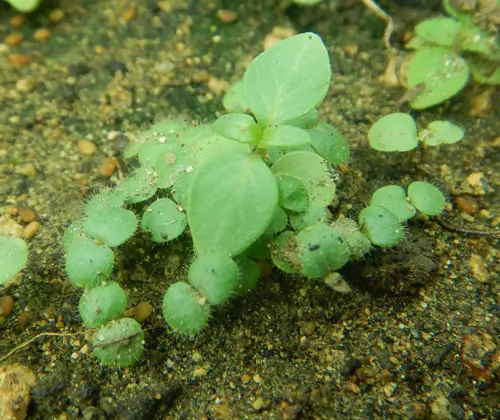 Andrographis (Andrographis paniculata) seeds, organic - Image 8