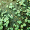 Andrographis (Andrographis paniculata), potted plant, organic - Image 8