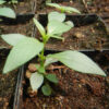 Andrographis (Andrographis paniculata), potted plant, organic - Image 4