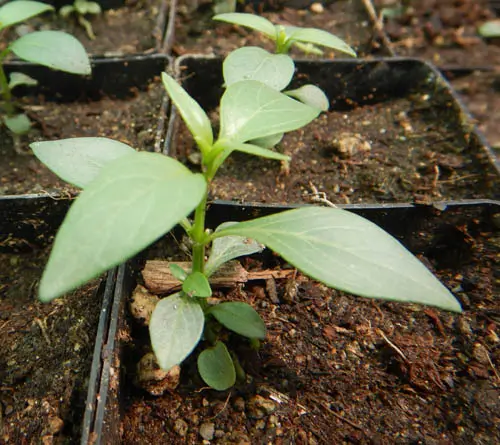 Andrographis (Andrographis paniculata) seeds, organic - Image 4