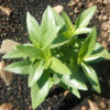 Andrographis (Andrographis paniculata), potted plant, organic - Image 6