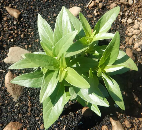 Andrographis (Andrographis paniculata) seeds, organic - Image 7