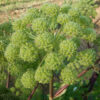 Angelica, Official (Angelica archangelica) seeds, organic
