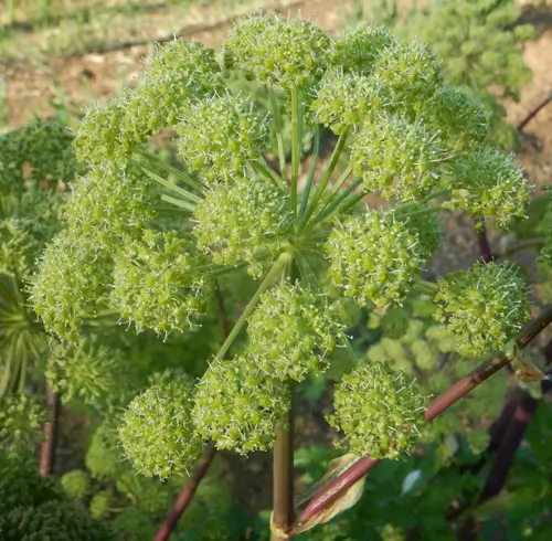 Angelica, Official (Angelica archangelica) seeds, organic