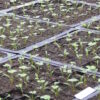 Angelica, Official (Angelica archangelica) seeds, organic - Image 2