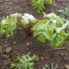 Angelica, Official (Angelica archangelica) seeds, organic - Image 4