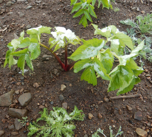 Angelica, Official (Angelica archangelica) seeds, organic - Image 4