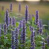 Anise Hyssop (Licorice Mint) Blooming