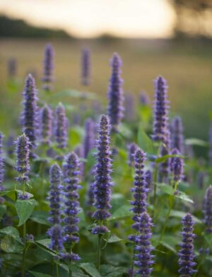Anise Hyssop (Licorice Mint) Blooming
