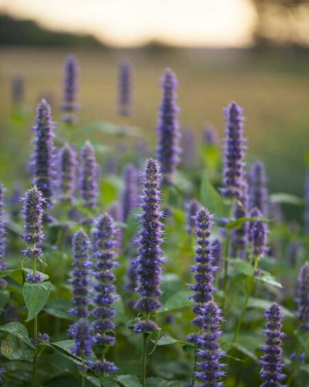 Anise Hyssop (Licorice Mint) Blooming