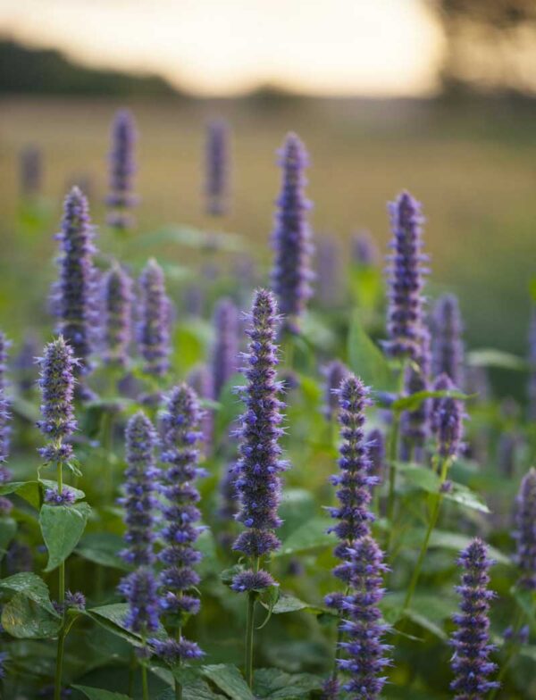 Anise Hyssop (Licorice Mint) Blooming