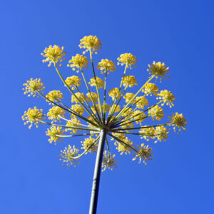 Anise Official (Pimpinella anisum) blooming