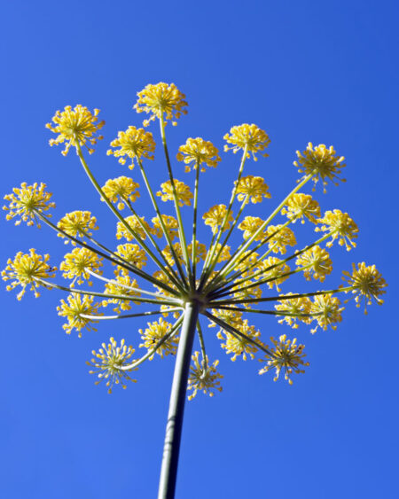Anise Official (Pimpinella anisum) blooming