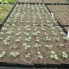 Anise Hyssop (Licorice Mint) (Agastache foeniculum), packet of 50 seeds, Organic - Image 3