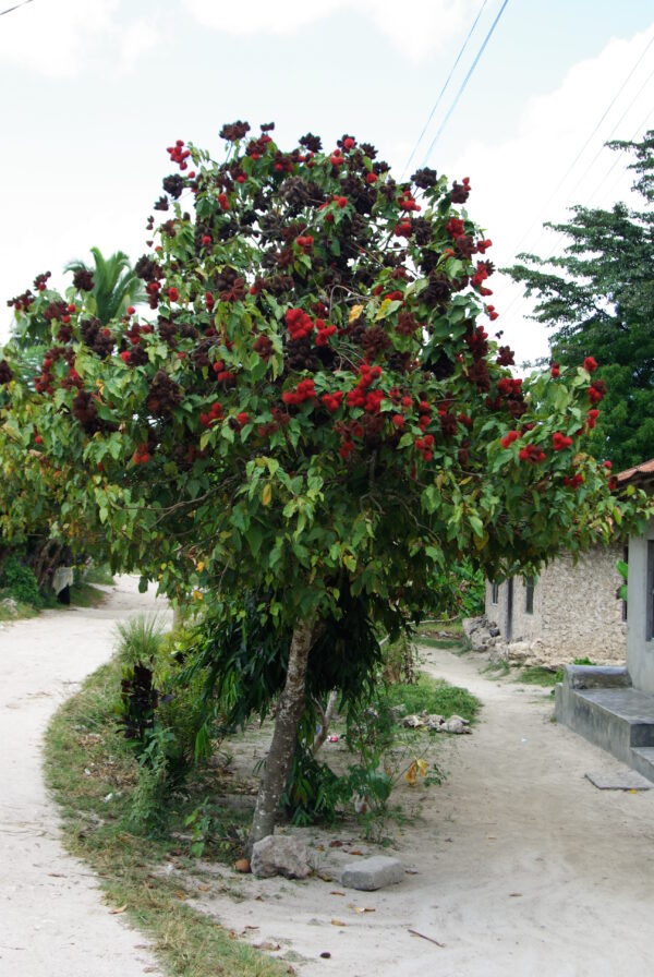 Annatto (Bixa orellana) seeds