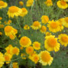 Chamomile, Dyer's (Anthemis tinctoria) seeds, organic