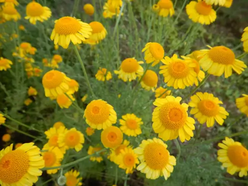 Chamomile, Dyer's (Anthemis tinctoria) seeds, organic