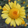 Chamomile, Dyer's (Anthemis tinctoria) seeds, organic - Image 2