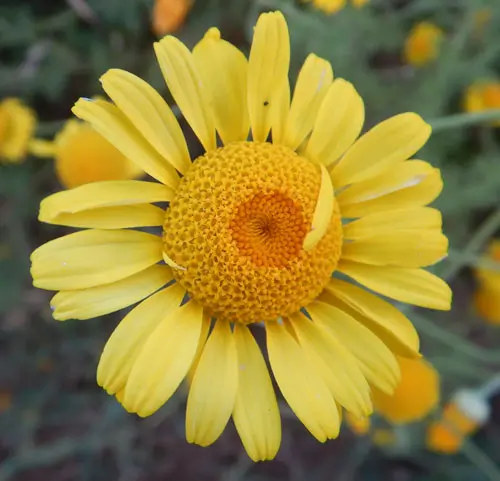 Chamomile, Dyer's (Anthemis tinctoria) seeds, organic - Image 2