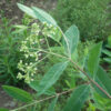 Indian Hemp (Apocynum cannibinum) seeds, organic