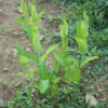 Indian Hemp (Apocynum cannibinum) seeds, organic - Image 2