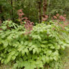 Spikenard, California (Aralia californica), potted plant, organic - Image 2