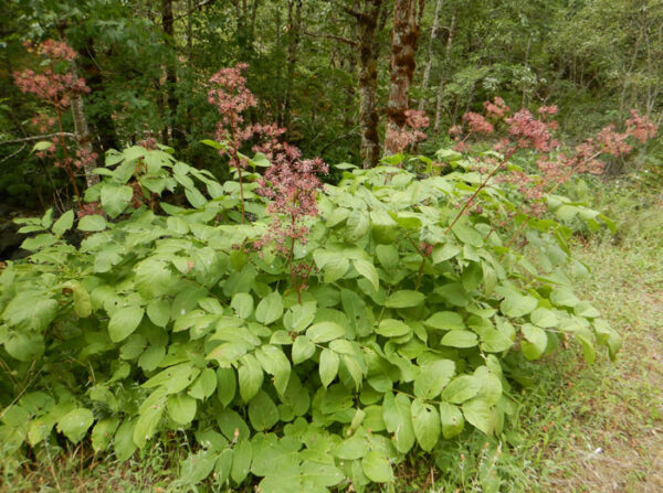 Spikenard, California (Aralia californica) seeds