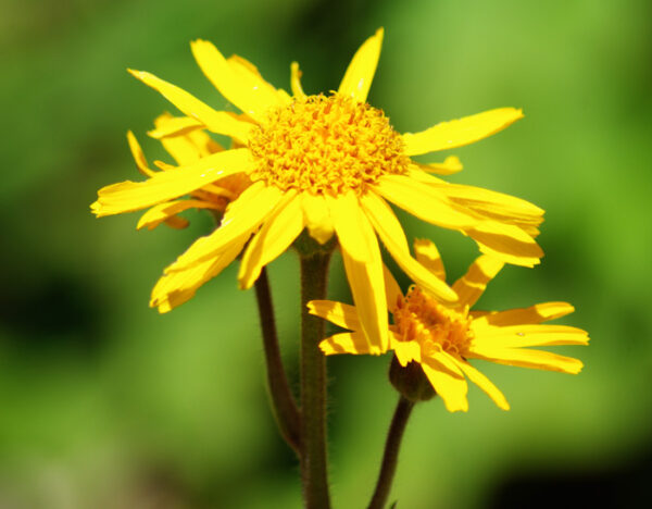 Arnica montana potted plant, organic - Image 6