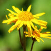 Arnica montana seeds, organic - Image 9
