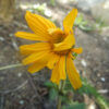 Arnica montana seeds, organic - Image 10